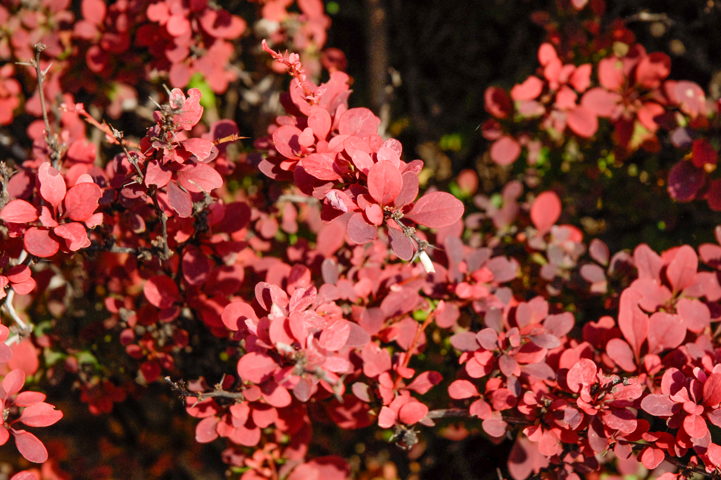 Rose Glow Japanese Barberry
